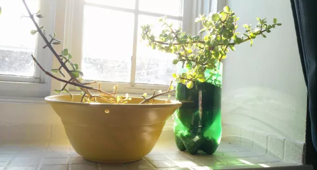 Comment fabriquer une mini-serre avec des bouteilles plastiques solutionera.jpg (89.6 Ko)