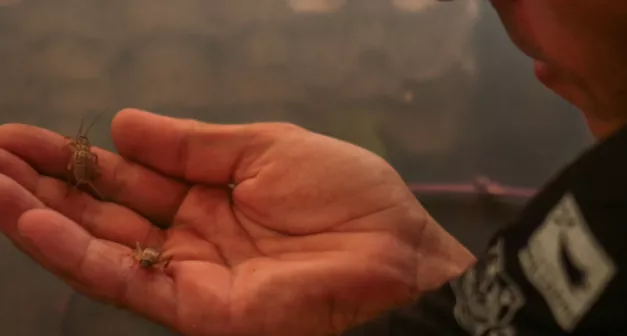 Comment faire l’élevage de grillons comestibles-LastGuide.png 