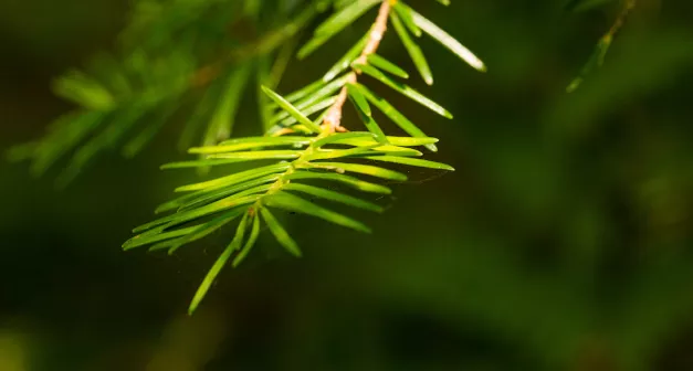 Comment faire une tisane à base de plantes médicinales-LastGuide1.jpg