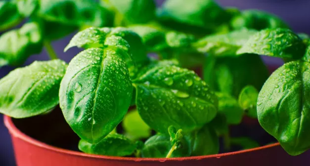 Comment favoriser l'autosuffisance alimentaire avec des cultures à l'intérieur de notre domicile solutionera.jpg (92 Ko) 