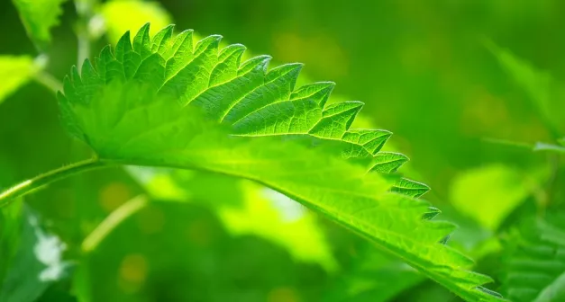 Comment utiliser des herbes médicinales en tisanes pour avoir des cheveux en santé -LastGuide1.jpeg 
