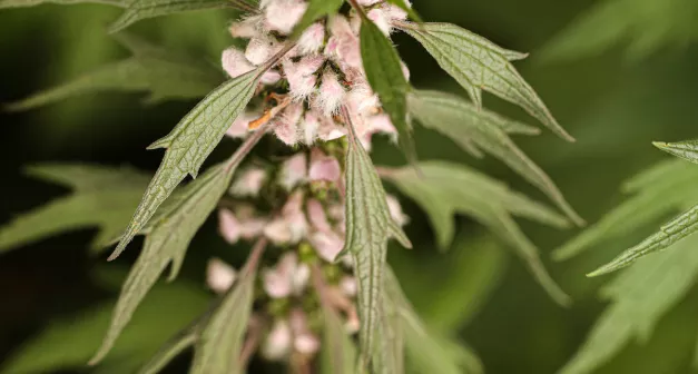 Comment utiliser l'agripaume, une plante calmante-LastGuide.JPG