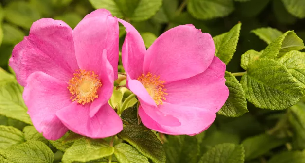 Comment utiliser la rose pour ses propriétés en herboristerie-LastGuide1.jpeg 