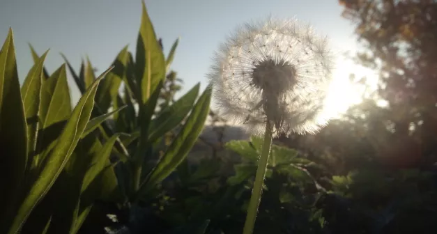 Comment augmenter son autonomie et sa vitalité par l’herboristerie solutionera.jpg (82.48 Ko)