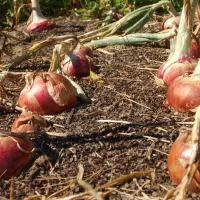 Comment cultiver l'oignon?