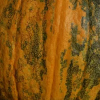 Comment cultiver la citrouille à graines nues?