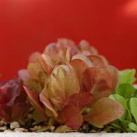 Quand démarrer les semis de laitue?