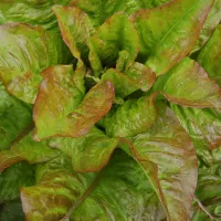 Comment cultiver la laitue?