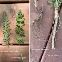 Comment différencier l'achillée millefeuille et la carotte sauvage avant leur floraison ?