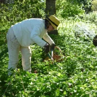 Comment faire un purin d'ortie?