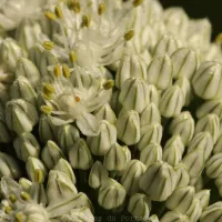 Comment produire des semences d'oignon?