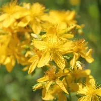 Quels sont les bienfaits du millepertuis ?