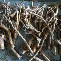 Comment préparer une décoction?