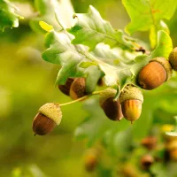 Comment consommer des glands? Last Guide