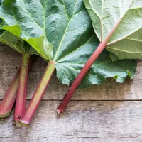Quels légumes perpétuels avoir dans son jardin? La rhubarbe
