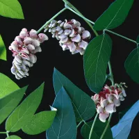 Quels légumes perpétuels avoir dans son jardin? La glycérine tubéreuse