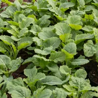 Quels légumes perpétuels avoir dans son jardin? Le chou de Daubenton