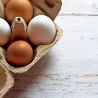 Comment récolter et conserver ses oeufs? Last Guide
