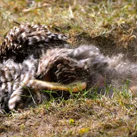 Comment prévenir les maladies des poules?