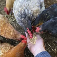 Comment nourrir vos poules? Last Guide