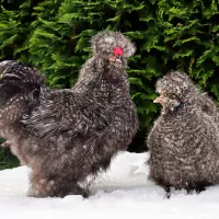 Quelle race de poule choisir? Last Guide 