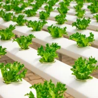 Comment dimensionner son système aquaponique Solutionera.jpg (424.66 Ko) 