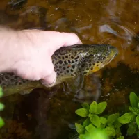 Comment fonctionne l’aquaponie Solutionera.jpg (342.42 Ko)