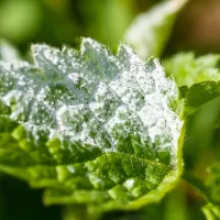 Comment se débarrasser du mildiou-Last Guide Crédit photo_ photoblend by Pixabay.jpg