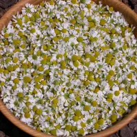 Comment utiliser la camomille pour ses propriétés bénéfiques-LastGuide.jpeg