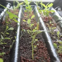 Comment construire son système de culture hydroponique-LastGuide1.jpeg 