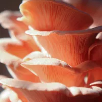 Comment cultiver les pleurotes-LastGuide1.png