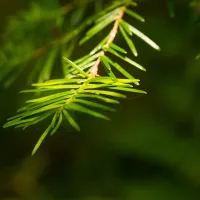 Comment faire une tisane à base de plantes médicinales-LastGuide1.jpg