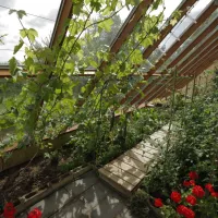 Comment favoriser l'autosuffisance alimentaire à l'aide d'une serre solutioera.jpg (181.48 Ko) 