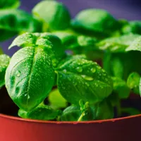 Comment favoriser l'autosuffisance alimentaire avec des cultures à l'intérieur de notre domicile solutionera.jpg (92 Ko) 