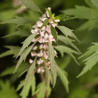 Comment utiliser l'agripaume, une plante calmante-LastGuide.JPG